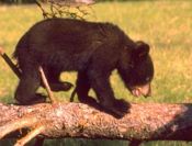 cub